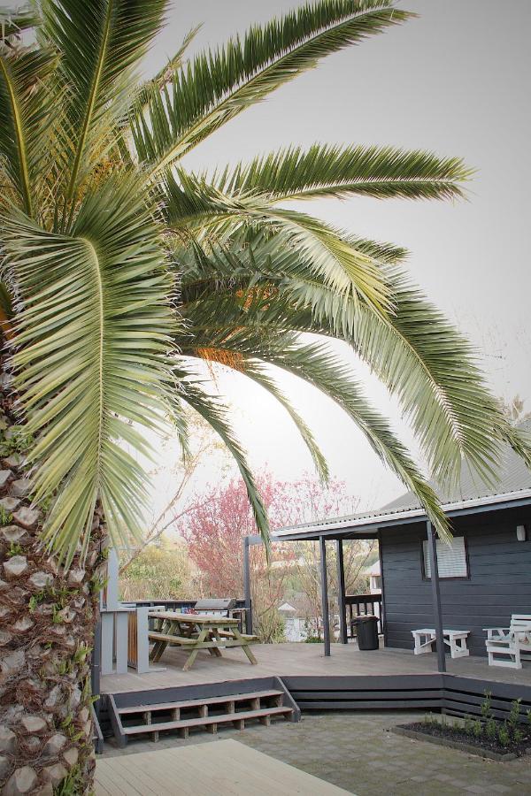 Hugo & Carters Backpackers & Motel Тауранга Экстерьер фото Phoenix canariensis